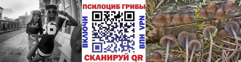 купить наркоту  Нижний Новгород  Галлюциногенные грибы Cubensis 